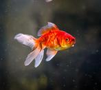 Sluierstaart goudvis man, Dieren en Toebehoren, Vissen | Aquariumvissen, Vis, Zoetwatervis