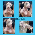 American Bully xxl, Dieren en Toebehoren, Overige rassen, Meerdere, Meerdere dieren, Nederland
