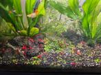Vuurgarnaal/cherry fire red garnaaltjes, Neocaridina, Dieren en Toebehoren, Vissen | Aquariumvissen, Kreeft, Krab of Garnaal