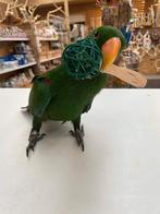 Jonge Baby Edelpapegaai | Handtam | Kleurrijk | Nieuwsgierig, Dieren en Toebehoren, Vogels | Parkieten en Papegaaien, Meerdere dieren