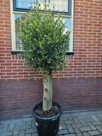 Prachtige olijfbomen dikke stam diverse maten, Ophalen of Verzenden, Volle zon, Olijfboom, 100 tot 250 cm