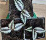 Vaderplant (Tradescantia; binnenplant), Ophalen, Overige soorten, Halfschaduw, Minder dan 100 cm