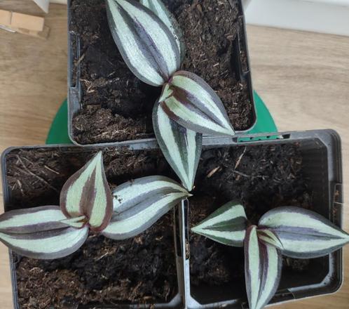Vaderplant (Tradescantia; binnenplant), Huis en Inrichting, Kamerplanten, Overige soorten, Minder dan 100 cm, Groene kamerplant