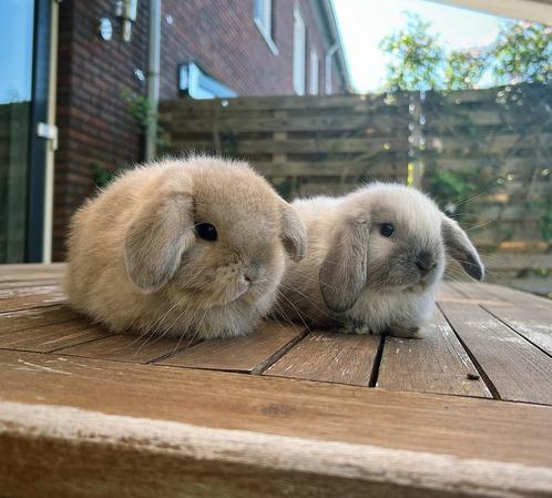 Schattig koppeltje minilop konijnen, Dieren en Toebehoren, Konijnen, Dwerg, Meerdere dieren, 0 tot 2 jaar, Hangoor