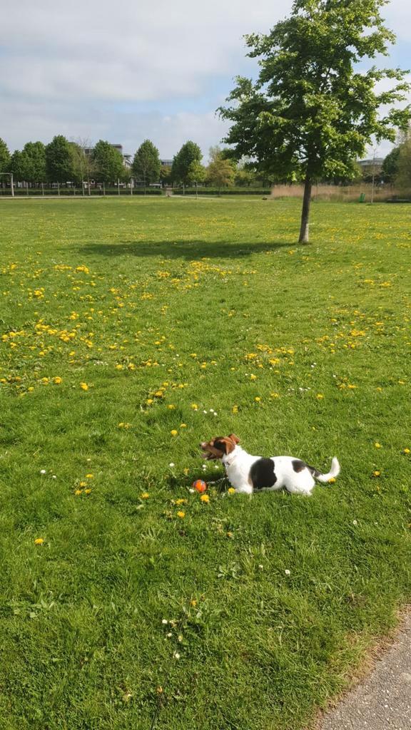 Hondenoppas / opvang Houten., Diensten en Vakmensen, Dieren | Honden | Verzorging, Oppas en Les