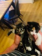 Super mooie kittens tekoop