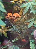 Wimper gekko man, Dieren en Toebehoren, Reptielen en Amfibieën, Hagedis