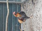 Haan barnevelder kriel zilver dubbelgezoomd X auracana splas, Dieren en Toebehoren, Mannelijk, Kip