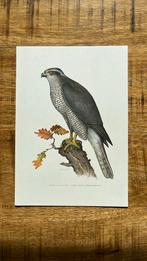 Havik roofvogel prent, Minder dan 50 cm, Print, Minder dan 50 cm, Ophalen of Verzenden