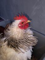 Mooi Cochin kriel haantje ( krulveer variant), Mannelijk, Kip