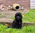 medium labradoodle pup te koop Laatste reu hij mag verhuizen, Dieren en Toebehoren, Overige rassen, CDV (hondenziekte), 8 tot 15 weken