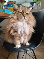 Siberische boskat, Dieren en Toebehoren, Poes, Met stamboom, 6 jaar of ouder