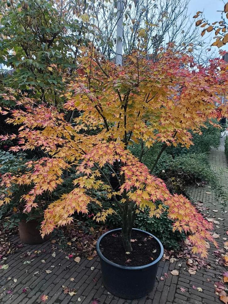 Japanse Esdoorn (Acer palmatum), Tuin en Terras, Planten | Bomen, Halfschaduw, Ophalen