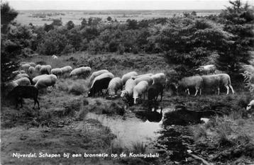 (380-070-001) Nijverdal Koningsbelt beschikbaar voor biedingen