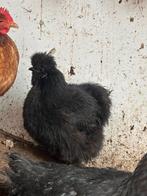 Tamme zijdehoender krielkip (hen), Dieren en Toebehoren, Vrouwelijk, Kip