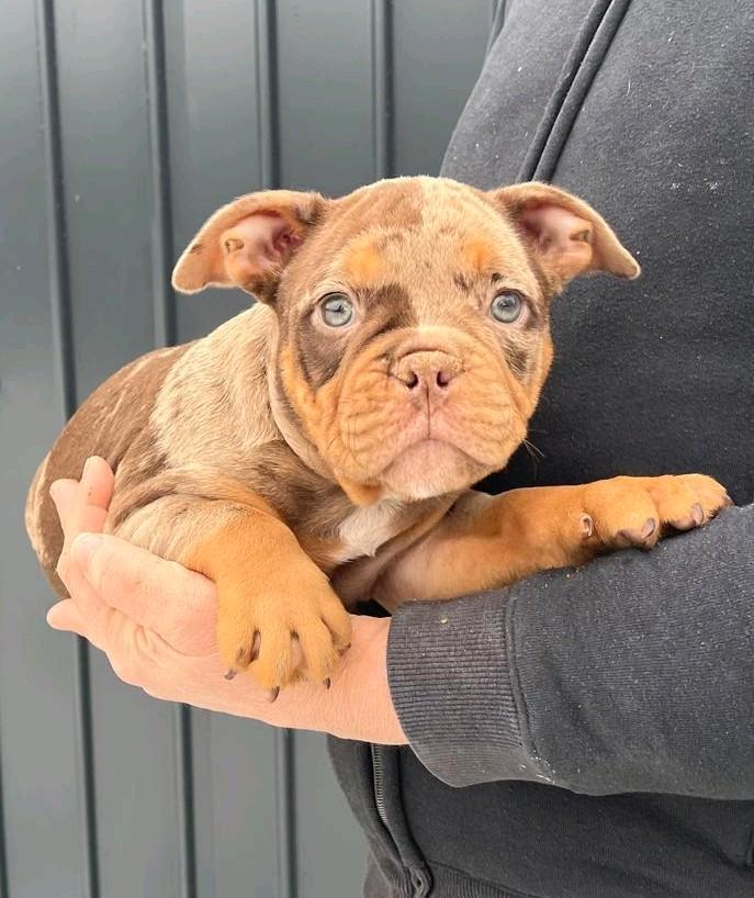 Exotic bully micro ABKC, Dieren en Toebehoren, Honden | Bulldogs, Pinschers en Molossers, Meerdere dieren, Bulldog, Particulier