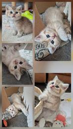 Britse korthaar kittens/ Black Golden Silver Tabby Shaded, Kater, Gechipt