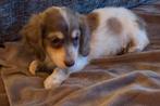 Te koop aparte langharige ISABELLA Merle piebald dwergteckel, Parvo, Reu, 8 tot 15 weken, Dwerg