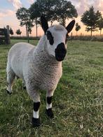 Kerry hill ramlammeren, Dieren en Toebehoren, Schapen, Geiten en Varkens, Mannelijk, Schaap, 0 tot 2 jaar