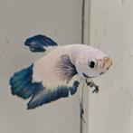 Betta splendens man 29, Dieren en Toebehoren, Vissen | Aquariumvissen, Vis