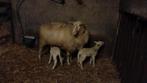 mooie schoonebeker ooi met 2 lammeren, Vrouwelijk, Schaap, 0 tot 2 jaar