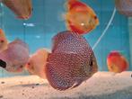 Discus Panthera Leopard, Symphysodon Discus