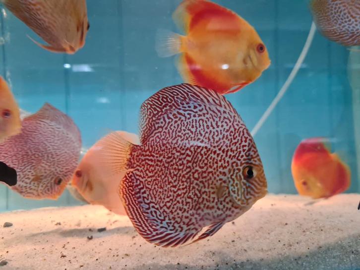 Discus Panthera Leopard, Symphysodon Discus, Dieren en Toebehoren, Vissen | Aquariumvissen, Zoetwatervis, Vis