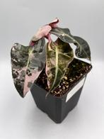 Alocasia Polly pink variegata, Overige soorten, In pot, Minder dan 100 cm, Bloeiende kamerplant