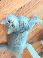 Britse Korthaar, Dieren en Toebehoren, Katten en Kittens | Raskatten | Korthaar, Kater