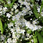 Deutzia gracilis - Bruidsbloem, Volle zon, Vaste plant, Zomer, Ophalen