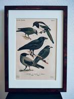 Litho Floericke Kraai Roek Raaf Kauw Ekster 1922, Antiek en Kunst, Ophalen of Verzenden