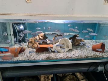 Pseudotropheus Socolofi Malawi Cichliden  beschikbaar voor biedingen