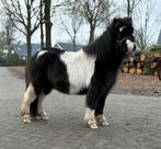 Zwartbonte LAKENVELDER ruintje!!