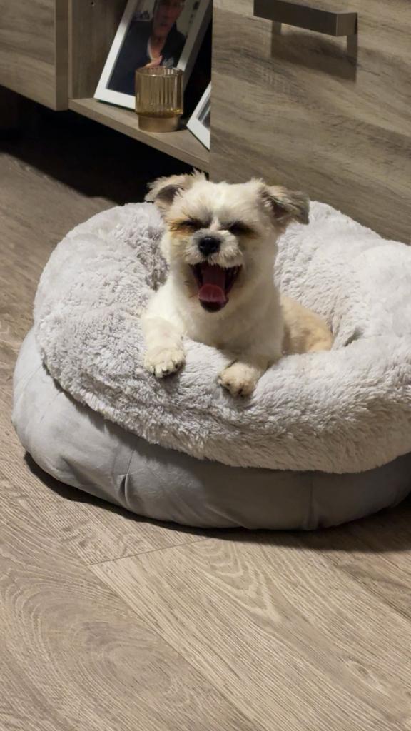 Pommeriaan x shitzu ter dekking, Dieren en Toebehoren, Honden | Chihuahua's en Gezelschapshonden, Reu, Overige rassen, Particulier