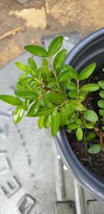 Dwergmispel., Ophalen of Verzenden, Bodembedekkers, Halfschaduw