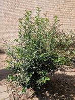 Hulst struik - Vaste tuinplant, Ophalen, Hulst, Struik, 100 tot 250 cm