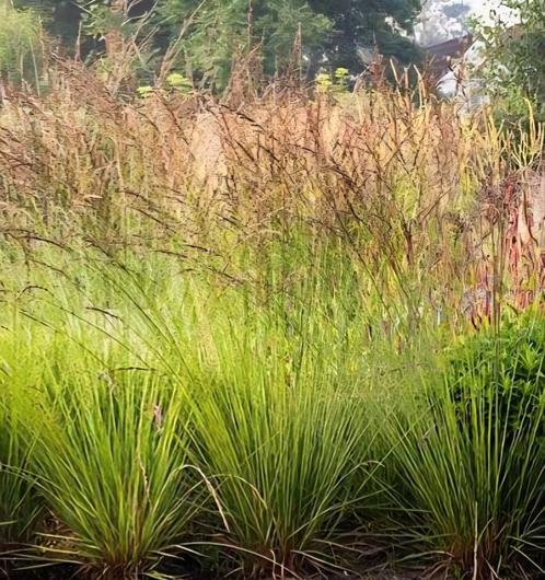 Molinia Edith Dudszus - siergras, Tuin en Terras, Planten | Tuinplanten, Vaste plant, Siergrassen, Zomer, Ophalen