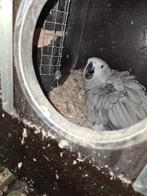 Kweekkoppel grijze roodstaart, Meerdere dieren, Papegaai