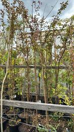 Lagerstroemia boom vorm unieke planten 175/200 pst 19,95, Ophalen, Zomer, Vaste plant, Halfschaduw