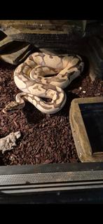 Volwassen pastel fire enchi blate, Slang, 3 tot 6 jaar