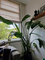 Mooie strelitzia., Ophalen of Verzenden, Overige soorten, Minder dan 100 cm