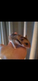 Goudhamster met toebehoren, unieke kooi, Dieren en Toebehoren, Juni, Meerdere dieren, Hamster