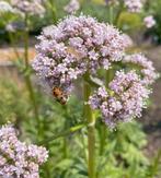 Echte valeriaan plantjes te koop, Ophalen, Zomer, Overige soorten