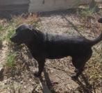 Zwarte labradormix Jason, Dieren en Toebehoren, Particulier, Buitenland, 1 tot 2 jaar, Labrador retriever