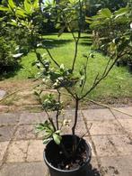 Rhododendron struik , ex kuip 200 hoog en 200 cm breed . sta, Ophalen, Rhododendron, Struik, 100 tot 250 cm