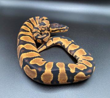 1.0 Orange Dream het Pied ball python regius te koop beschikbaar voor biedingen