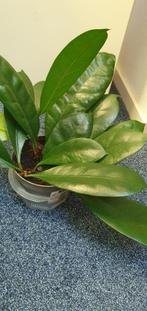 Ficus cyathistipula, kleine plant te koop, zie ook moederpl., Ophalen, Overige soorten, Minder dan 100 cm