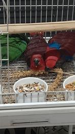 Jonge tamme baby Edelpapegaaien mannen en poppen, Dieren en Toebehoren, Vogels | Parkieten en Papegaaien, Meerdere dieren, Papegaai