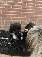 Intelligentste kruising Poedel x Border collie pups, CDV (hondenziekte), 8 tot 15 weken, Collie, Meerdere