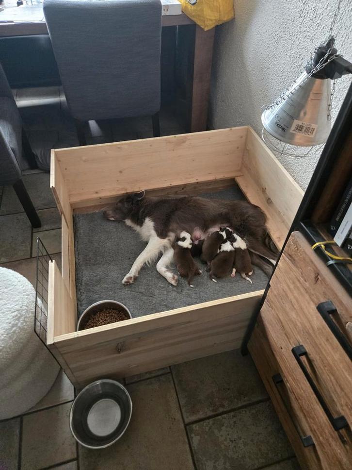 Te koop werpkist met toebehoren 1mtr bij 1mtr, Dieren en Toebehoren, Honden-accessoires, Ophalen